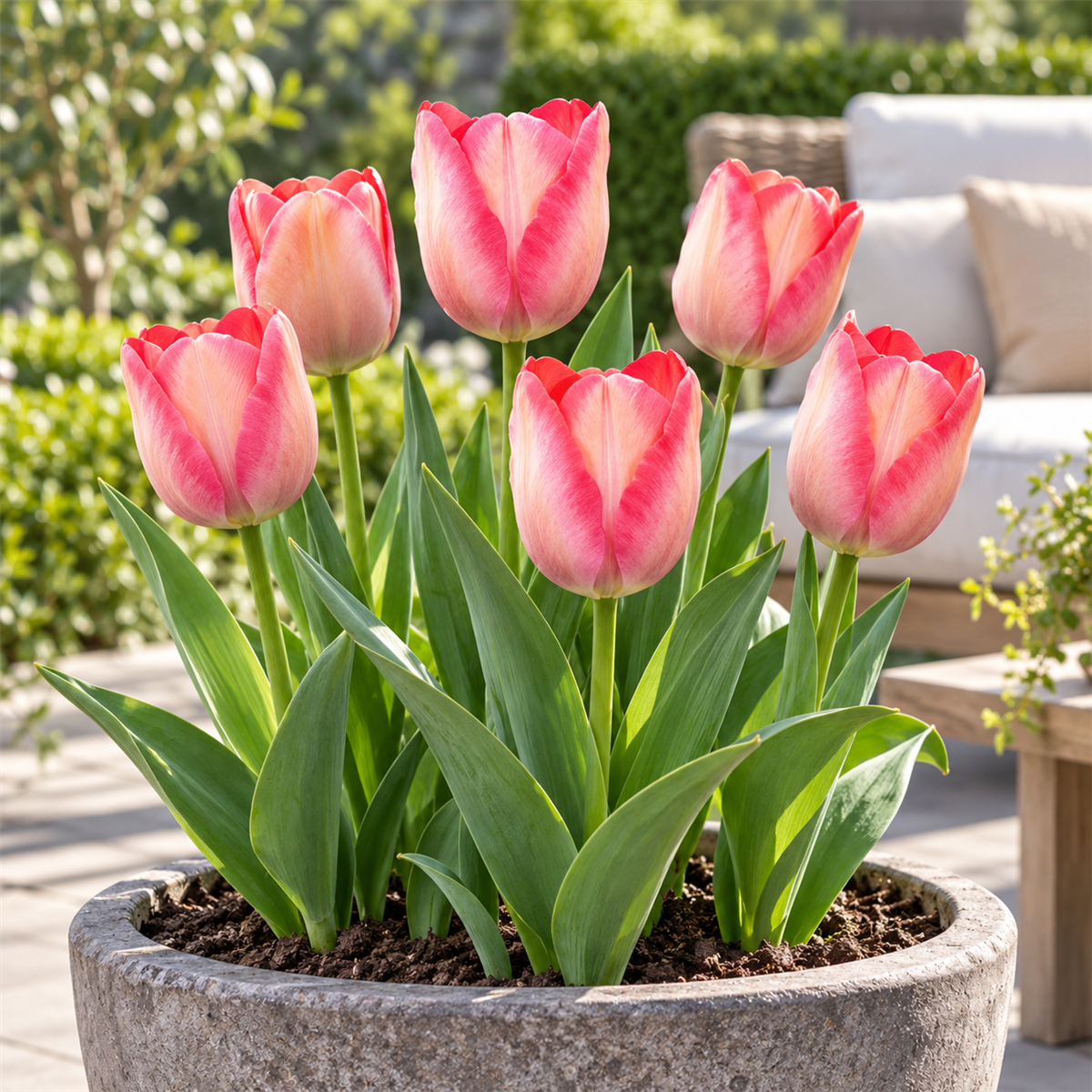 Pure Bulbs Bloembollen Tulp (Tulipa 'Pink Sound') 7 stuks