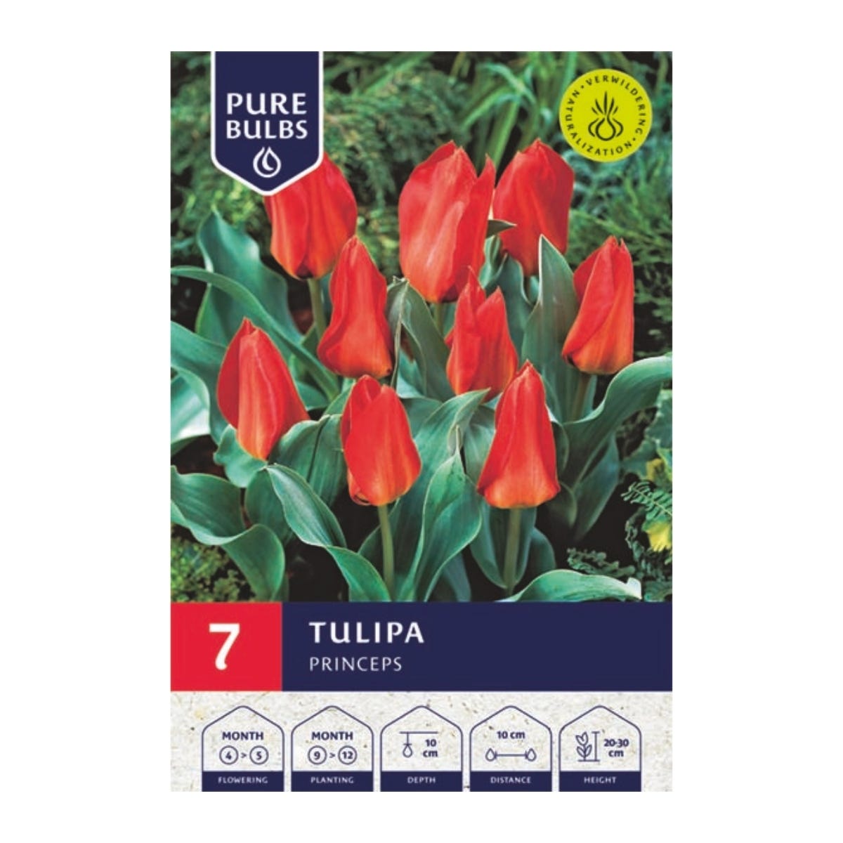 Pure Bulbs Bloembollen Tulp (Tulipa 'Princeps') 7 stuks