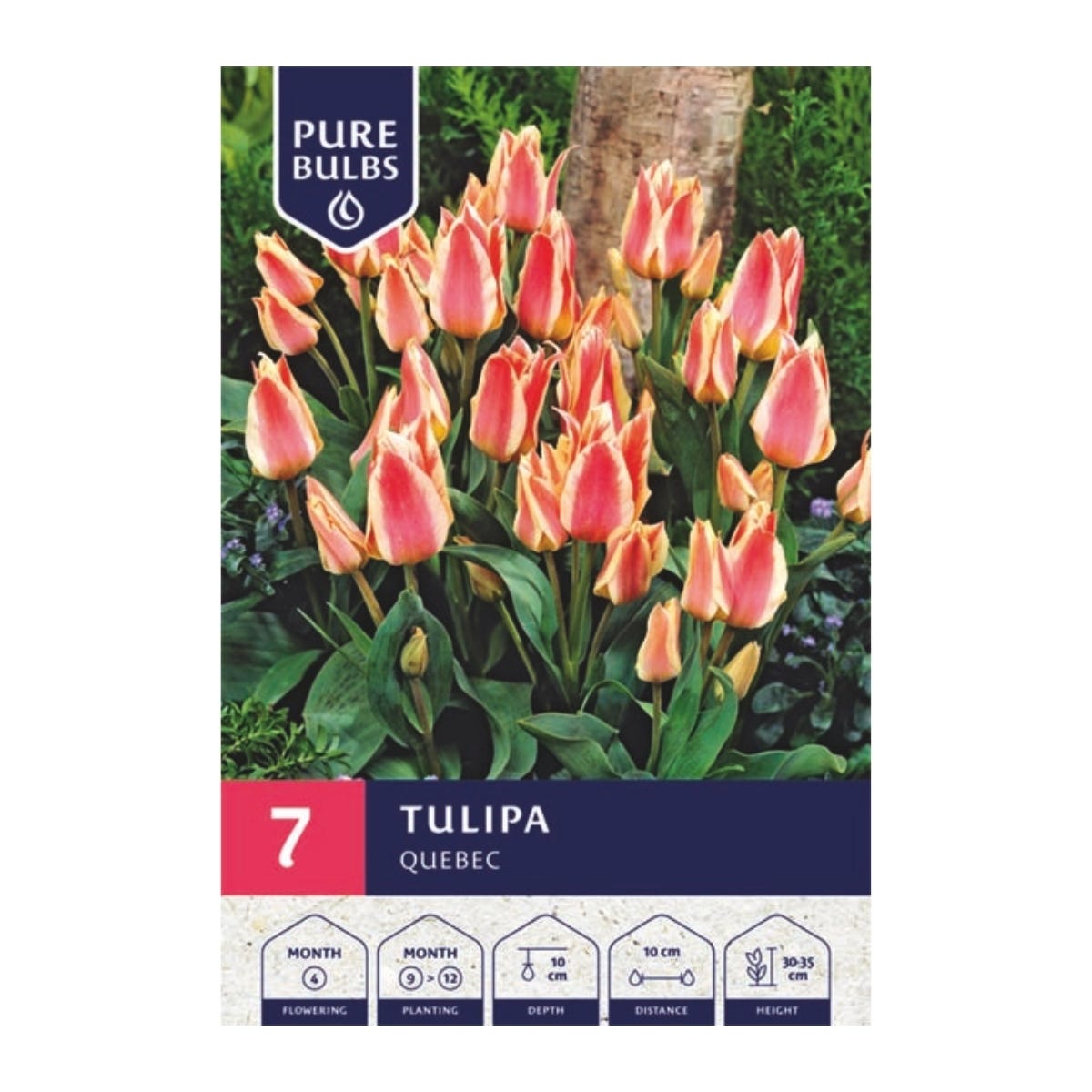 Pure Bulbs Bloembollen Tulp (Tulipa 'Quebec') 7 stuks