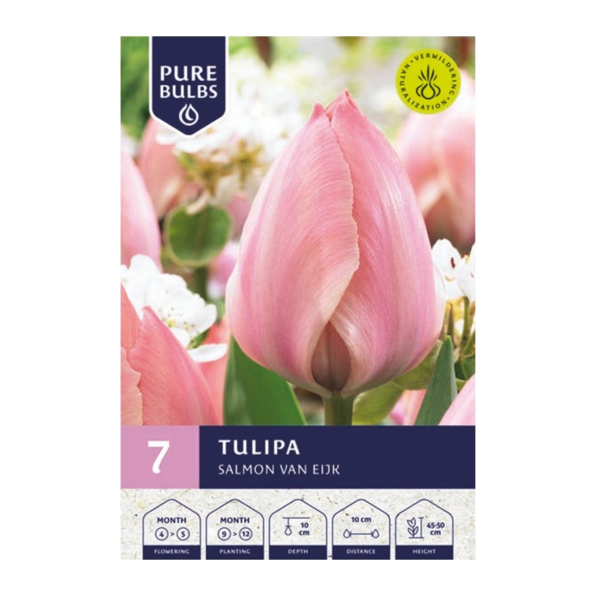 Pure Bulbs Bloembollen Tulp (Tulipa 'Salmon van Eijk') 7 stuks