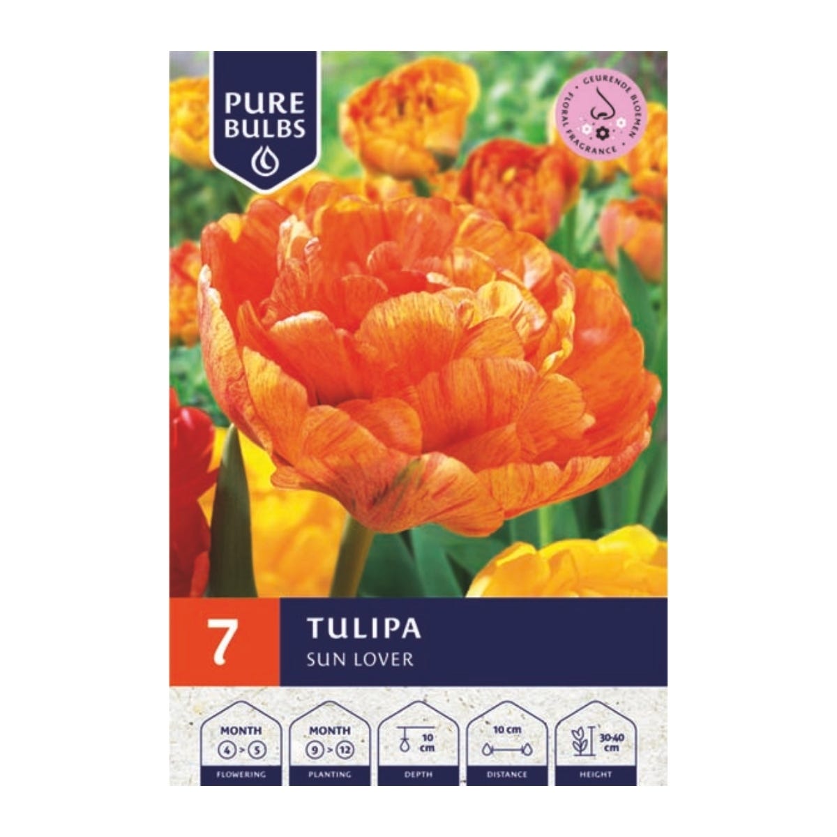 Pure Bulbs Bloembollen Tulp (Tulipa 'Sun Lover') 7 stuks