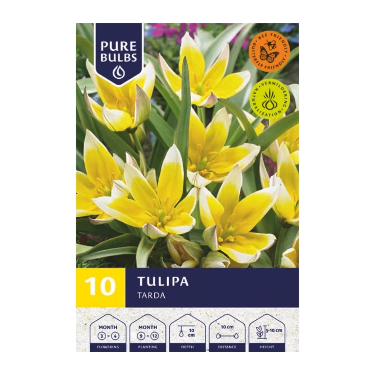 Pure Bulbs Bloembollen Tulp (Tulipa 'Tarda') 10 stuks