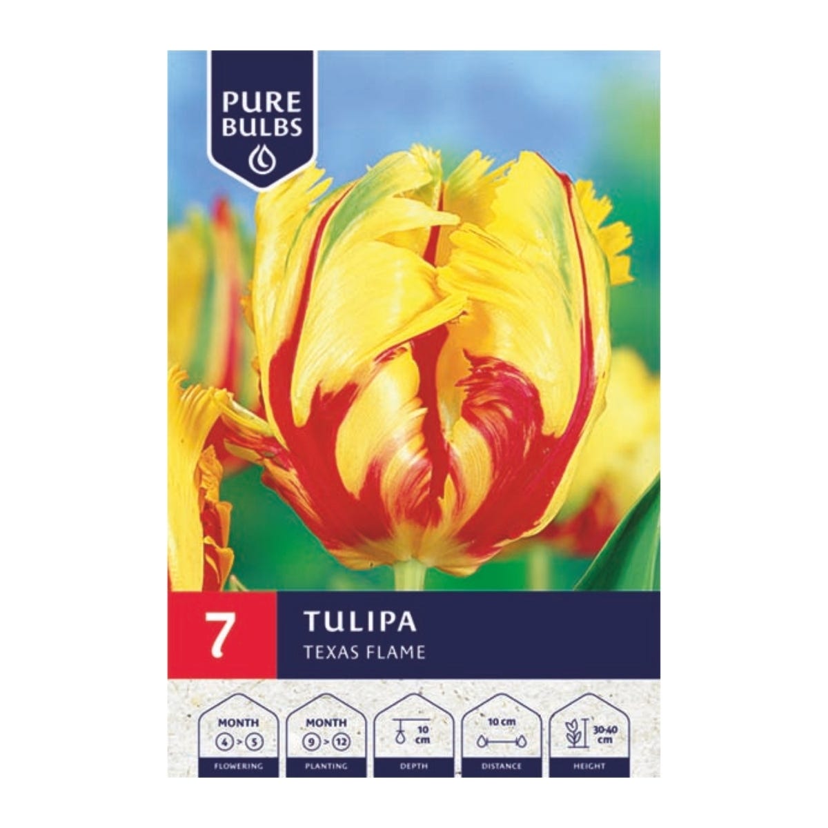 Pure Bulbs Bloembollen Tulp (Tulipa 'Texas Flame') 7 stuks