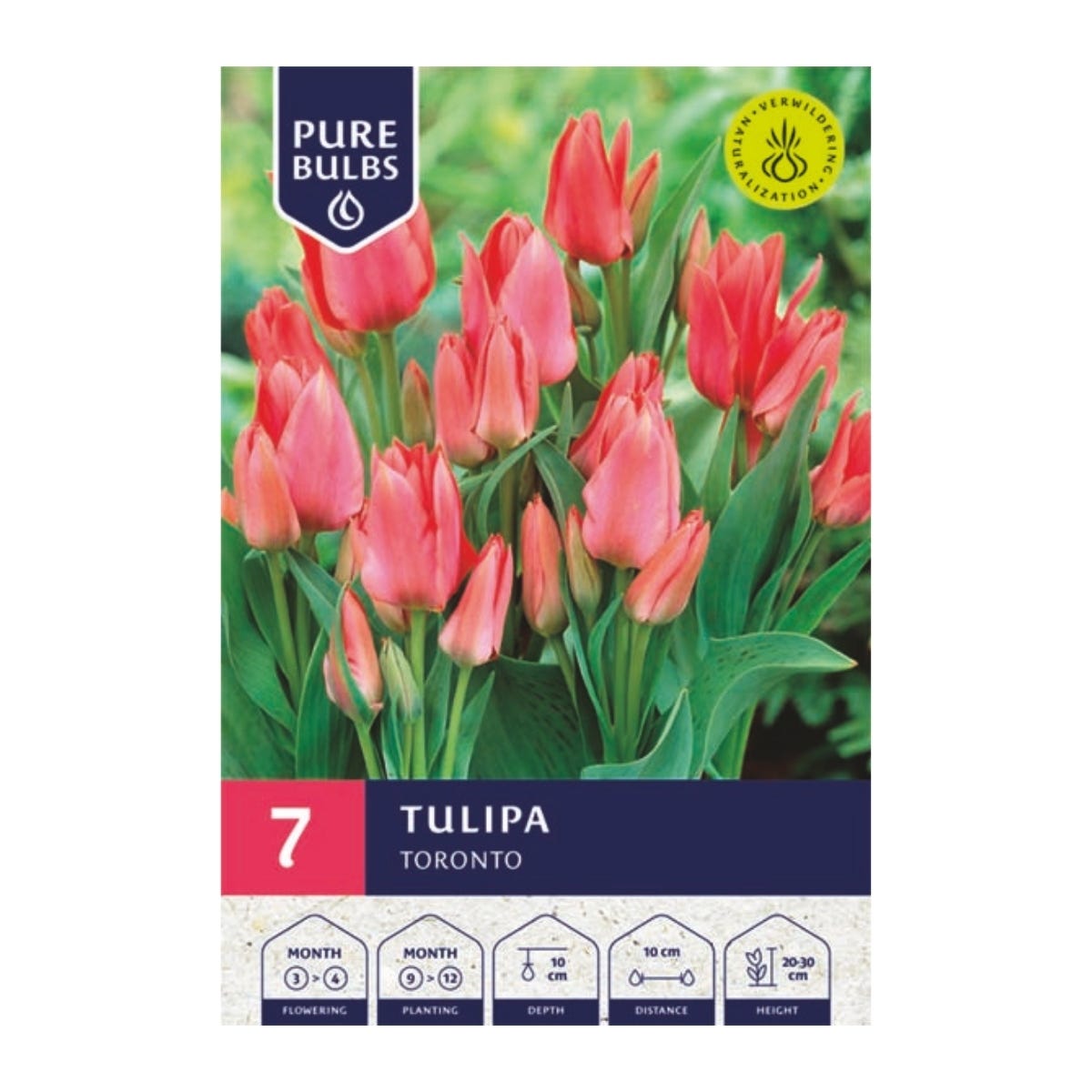 Pure Bulbs Bloembollen Tulp (Tulipa 'Toronto') 7 stuks