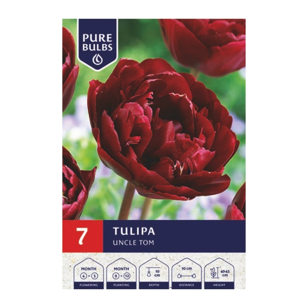 Pure Bulbs Bloembollen Tulp (Tulipa 'Uncle Tom') 7 stuks