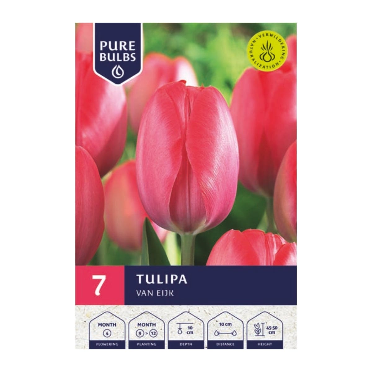 Pure Bulbs Bloembollen Tulp (Tulipa 'Van Eijk') 7 stuks