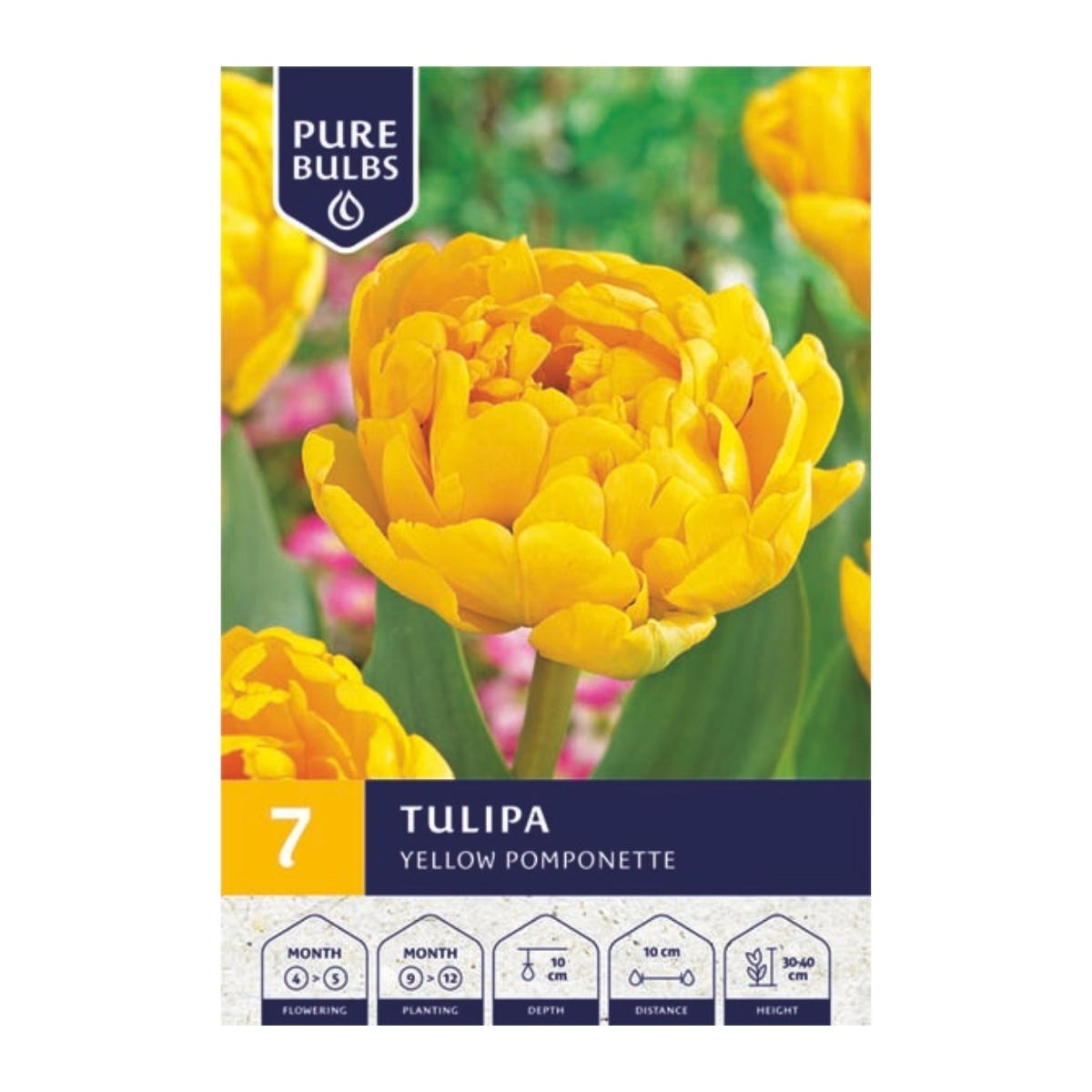 Pure Bulbs Bloembollen Tulp (Tulipa 'Yellow Pomponette') 7 stuks