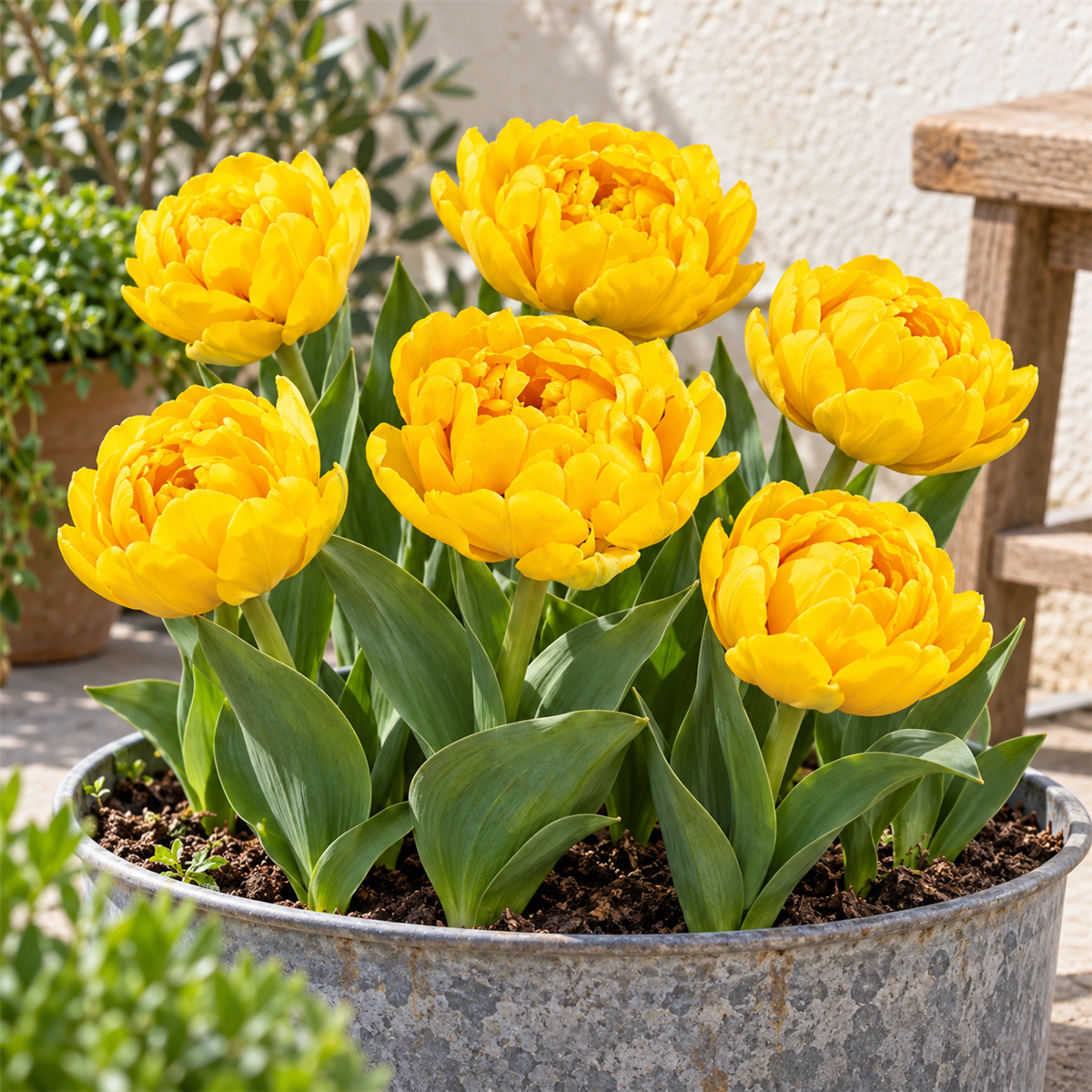 Pure Bulbs Bloembollen Tulp (Tulipa 'Yellow Pomponette') 7 stuks
