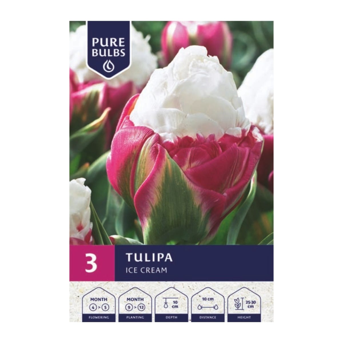 Pure Bulbs Bloembollen Tulp (Tulipa 'Ice Cream') 3 stuks