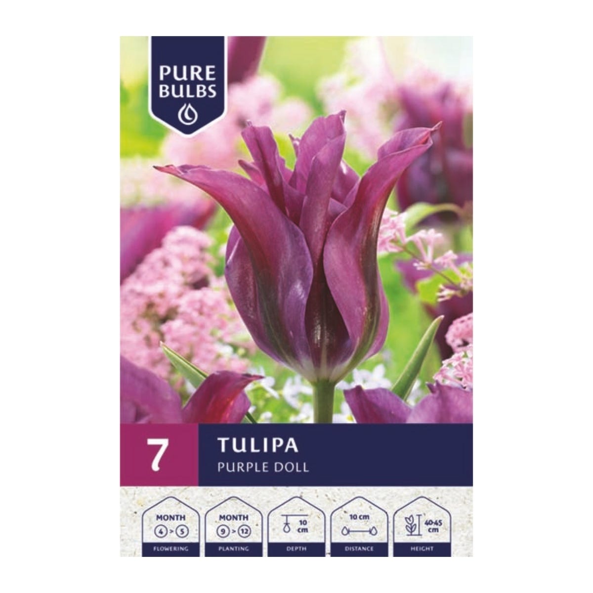 Pure Bulbs Bloembollen Tulp (Tulipa 'Purple Doll') 7 stuks