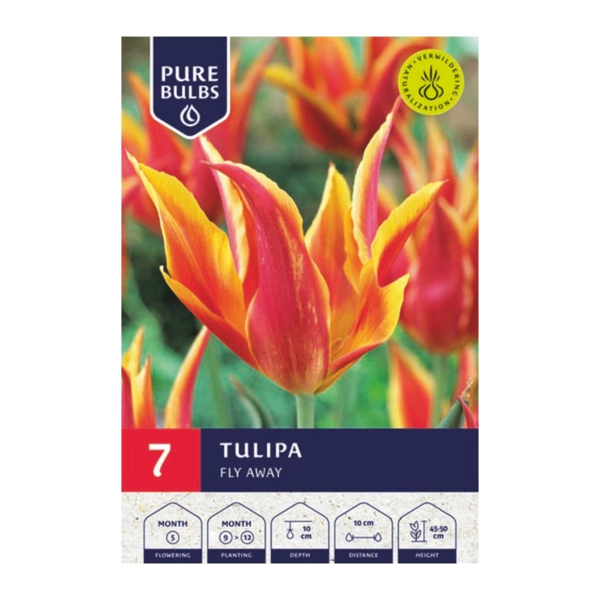 Pure Bulbs Bloembollen Tulp (Tulipa 'Fly Away') 7 stuks