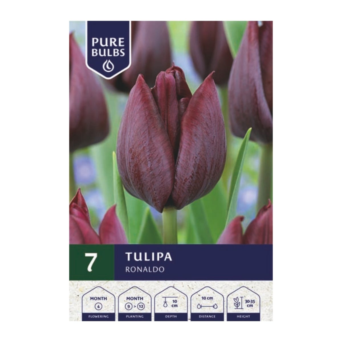 Pure Bulbs Bloembollen Tulp (Tulipa 'Ronaldo') 7 stuks