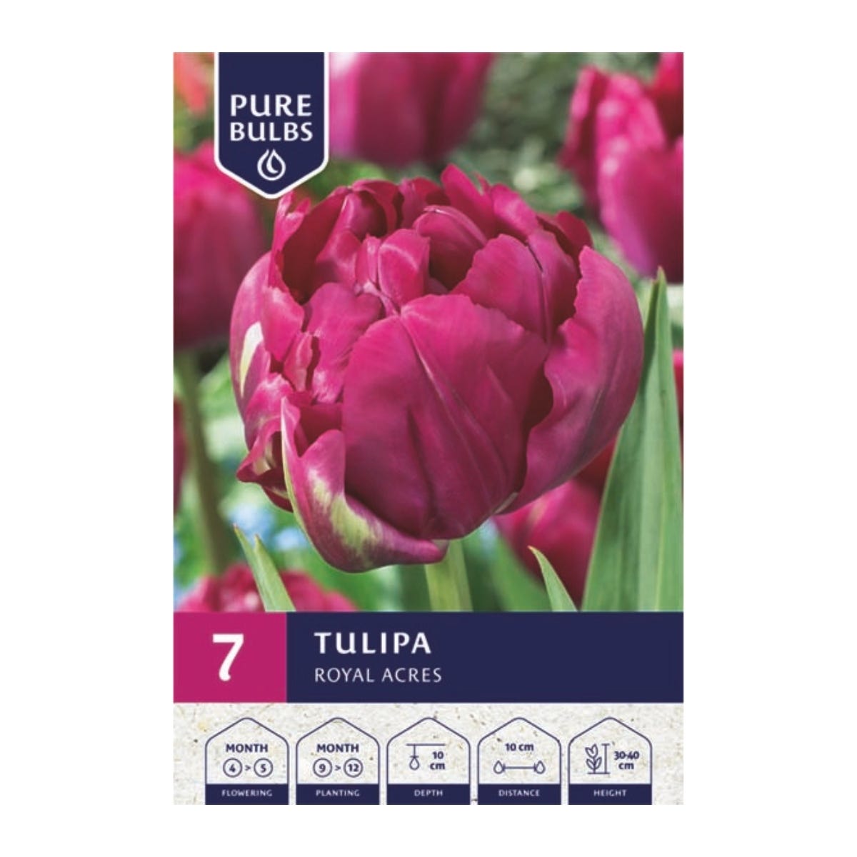Pure Bulbs Bloembollen Tulp (Tulipa 'Royal Acres') 7 stuks