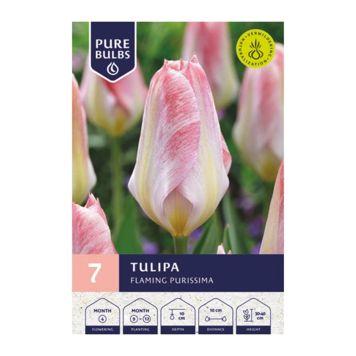 Pure Bulbs Bloembollen Tulp (Tulipa 'Flaming Purissima') 7 stuks