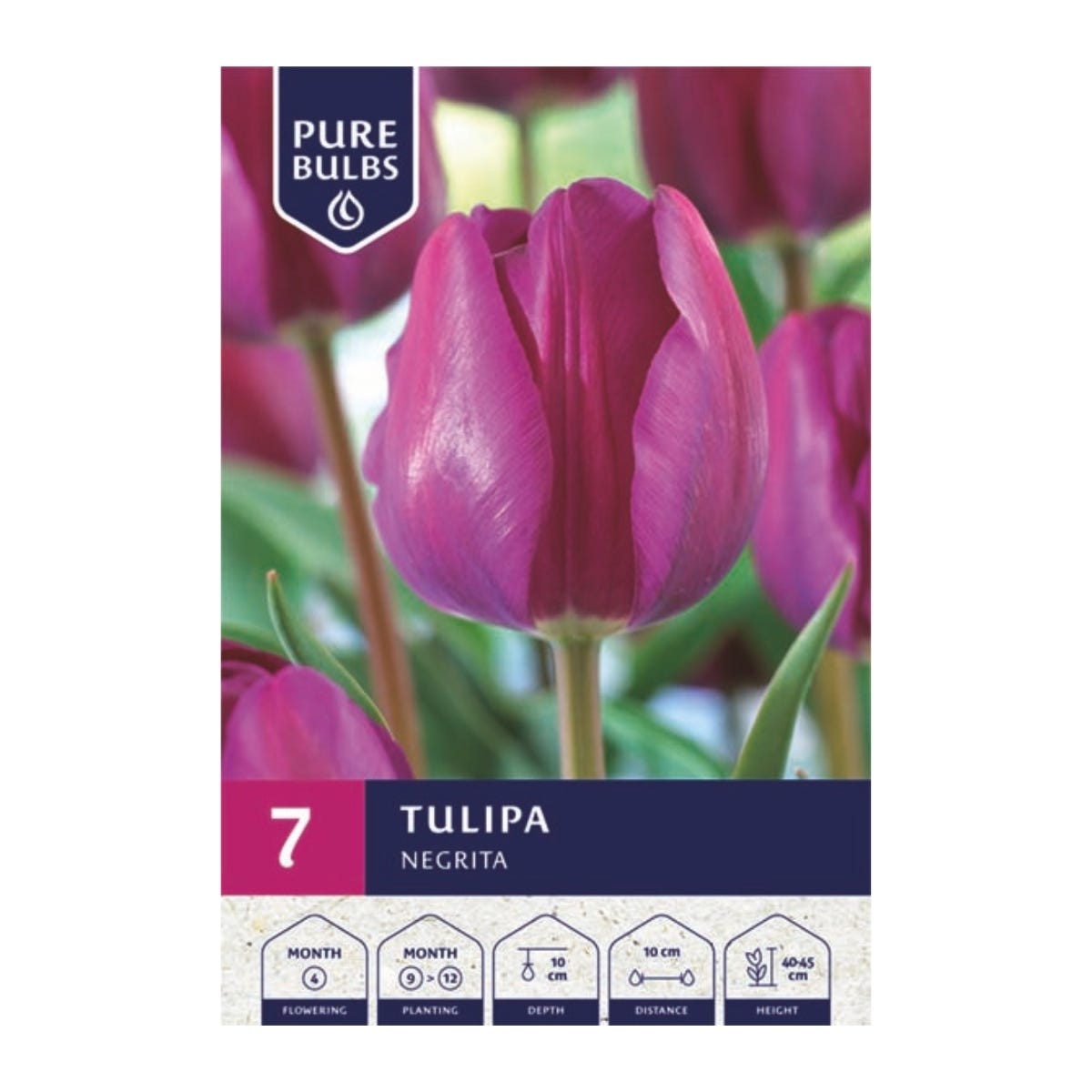 Pure Bulbs Bloembollen Tulp (Tulipa 'Negrita') 7 stuks