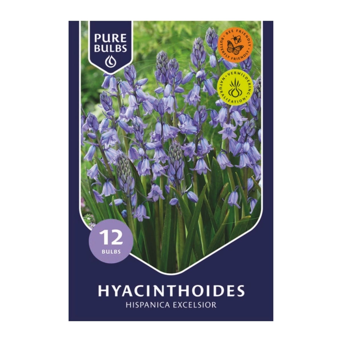 Pure Bulbs Bloembollen Boshyacint (Hyacinthoides 'Hispanica Excelsior') 12 stuks