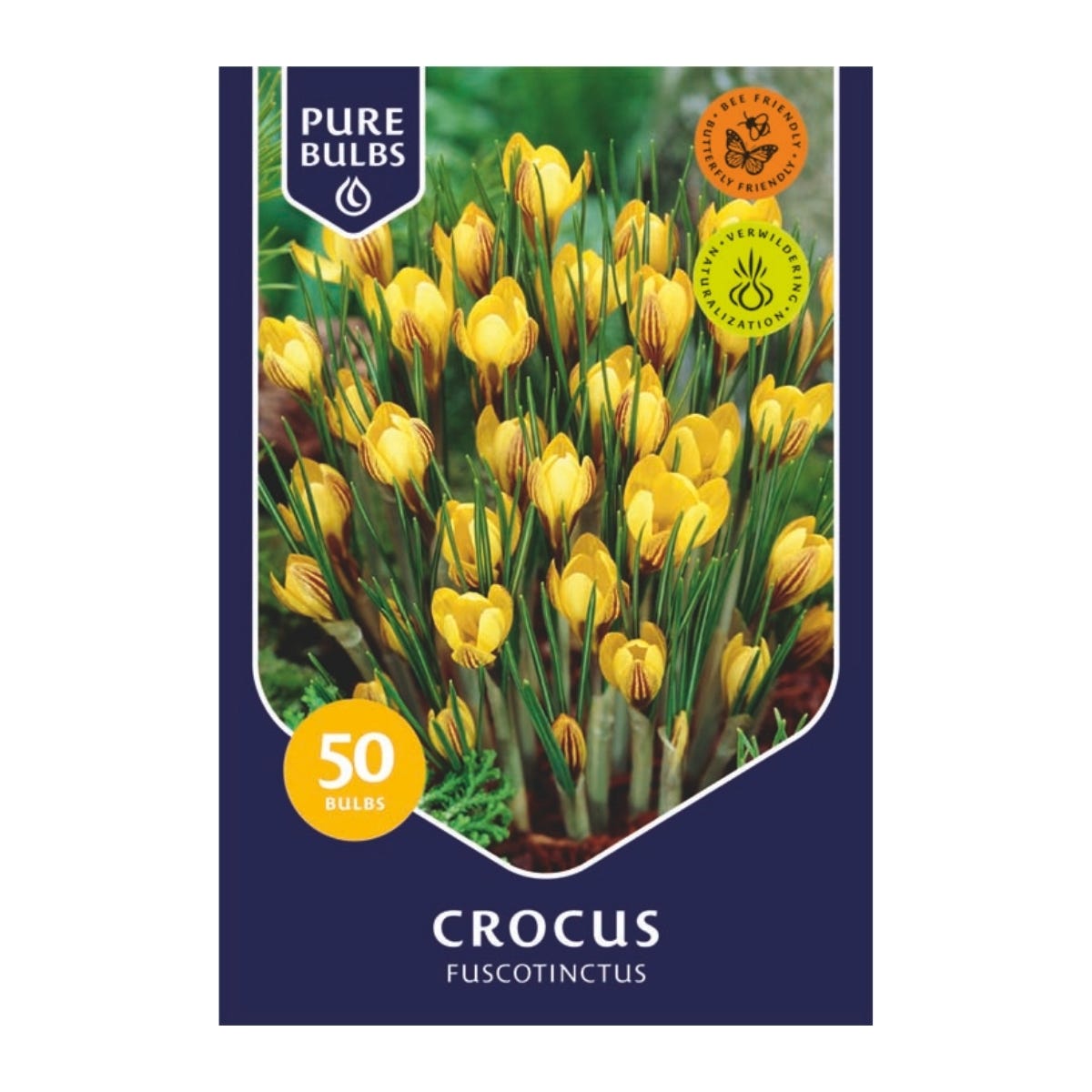 Pure Bulbs Bloembollen Krokus (Crocus 'Fuscotinctus') 50 stuks