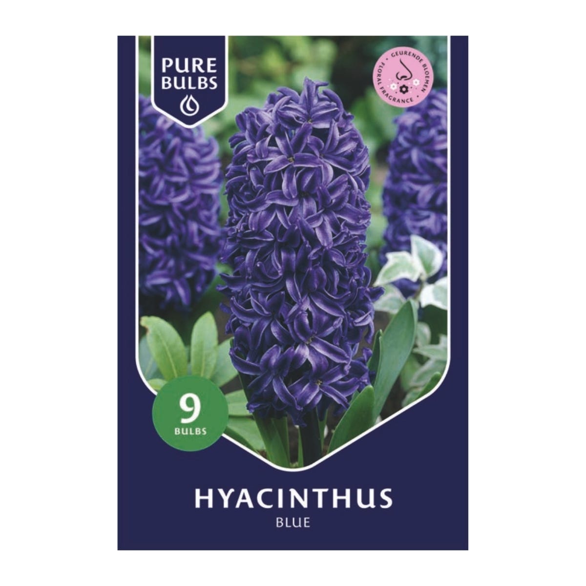 Pure Bulbs Bloembollen Hyacint (Hyacinthus 'Blue') 9 stuks