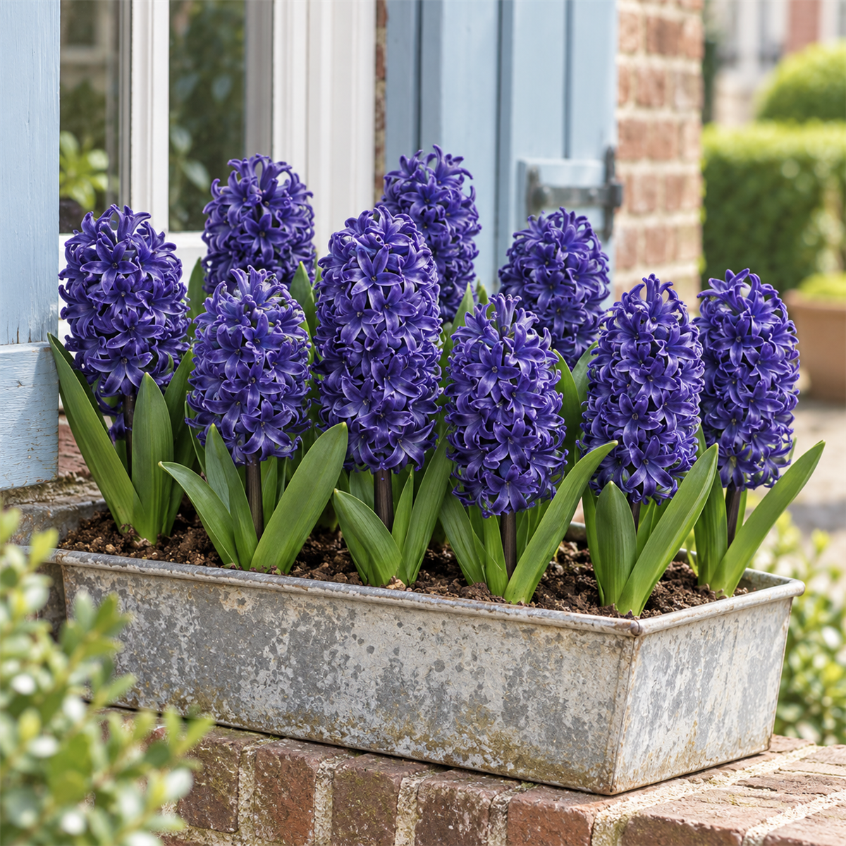 Pure Bulbs Bloembollen Hyacint (Hyacinthus 'Blue') 9 stuks