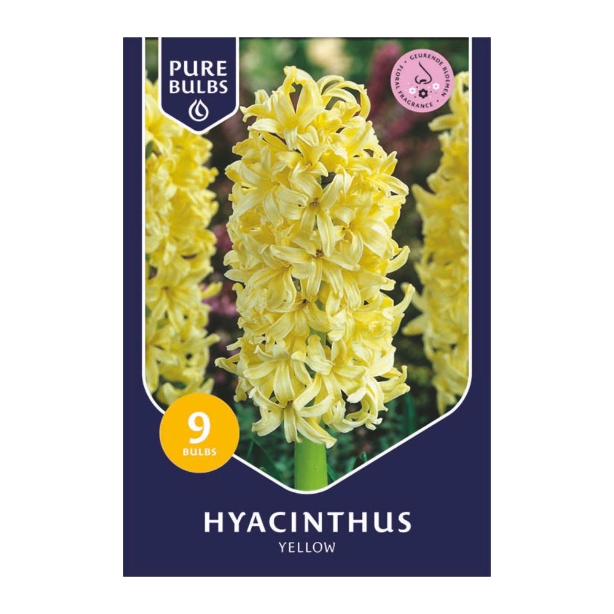 Pure Bulbs Bloembollen Hyacint (Hyacinthus 'Yellow') 9 stuks