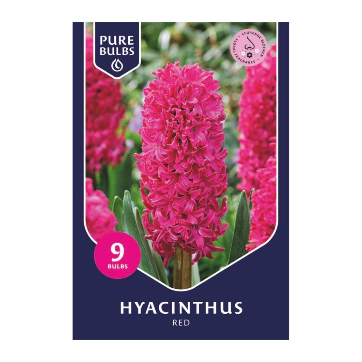Pure Bulbs Bloembollen Hyacint (Hyacinthus 'Red') 9 stuks