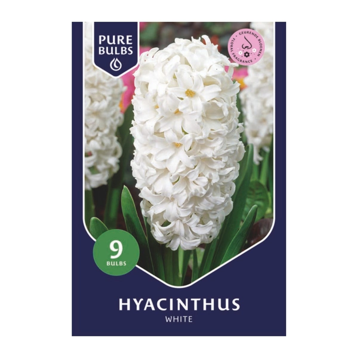 Pure Bulbs Bloembollen Hyacint (Hyacinthus 'White') 9 stuks
