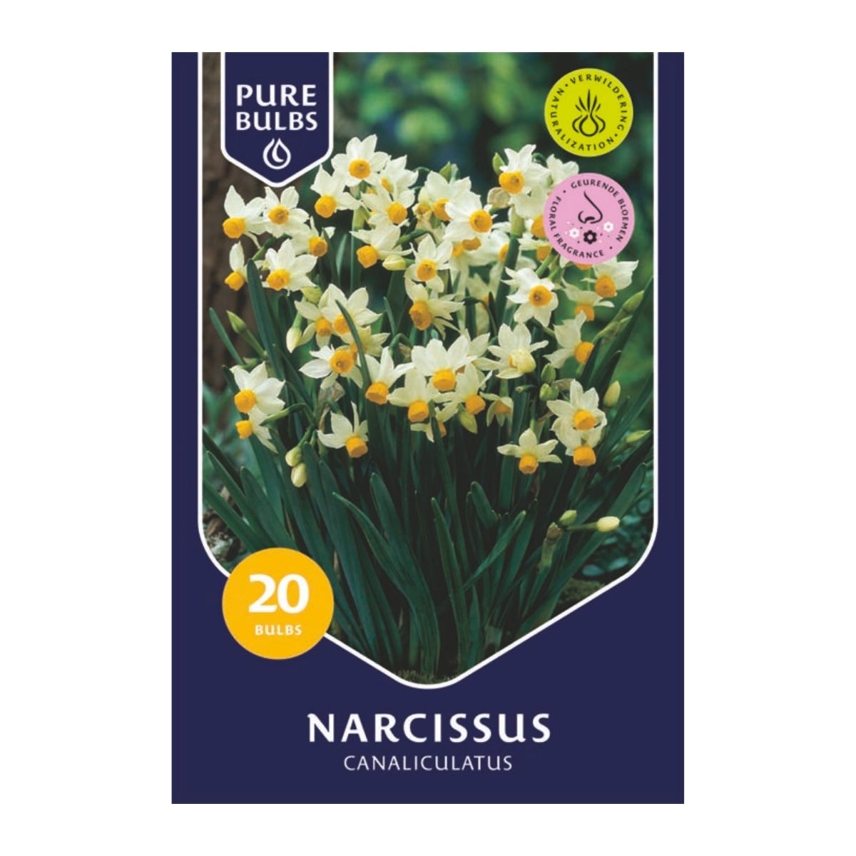Pure Bulbs Bloembollen Narcis (Narcissus 'Canaliculatus') 20 stuks