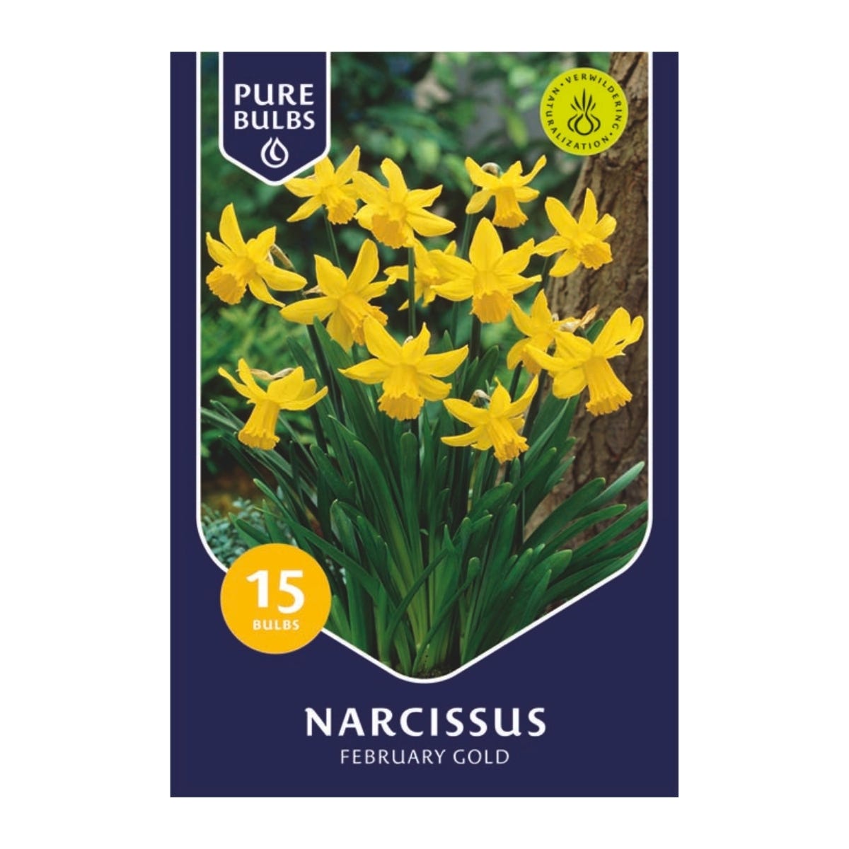 Pure Bulbs Bloembollen Narcis (Narcissus 'February Gold') 15 stuks