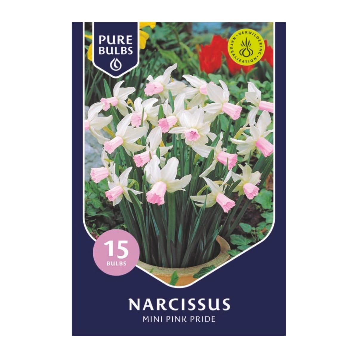 Pure Bulbs Bloembollen Narcis (Narcissus 'Mini Pink Pride') 15 stuks