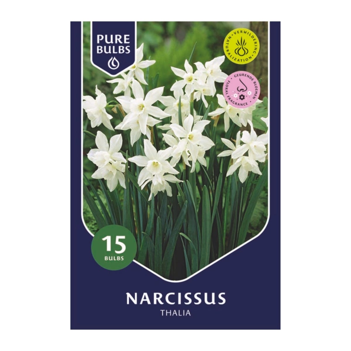 Pure Bulbs Bloembollen Narcis (Narcissus 'Thalia') 15 stuks