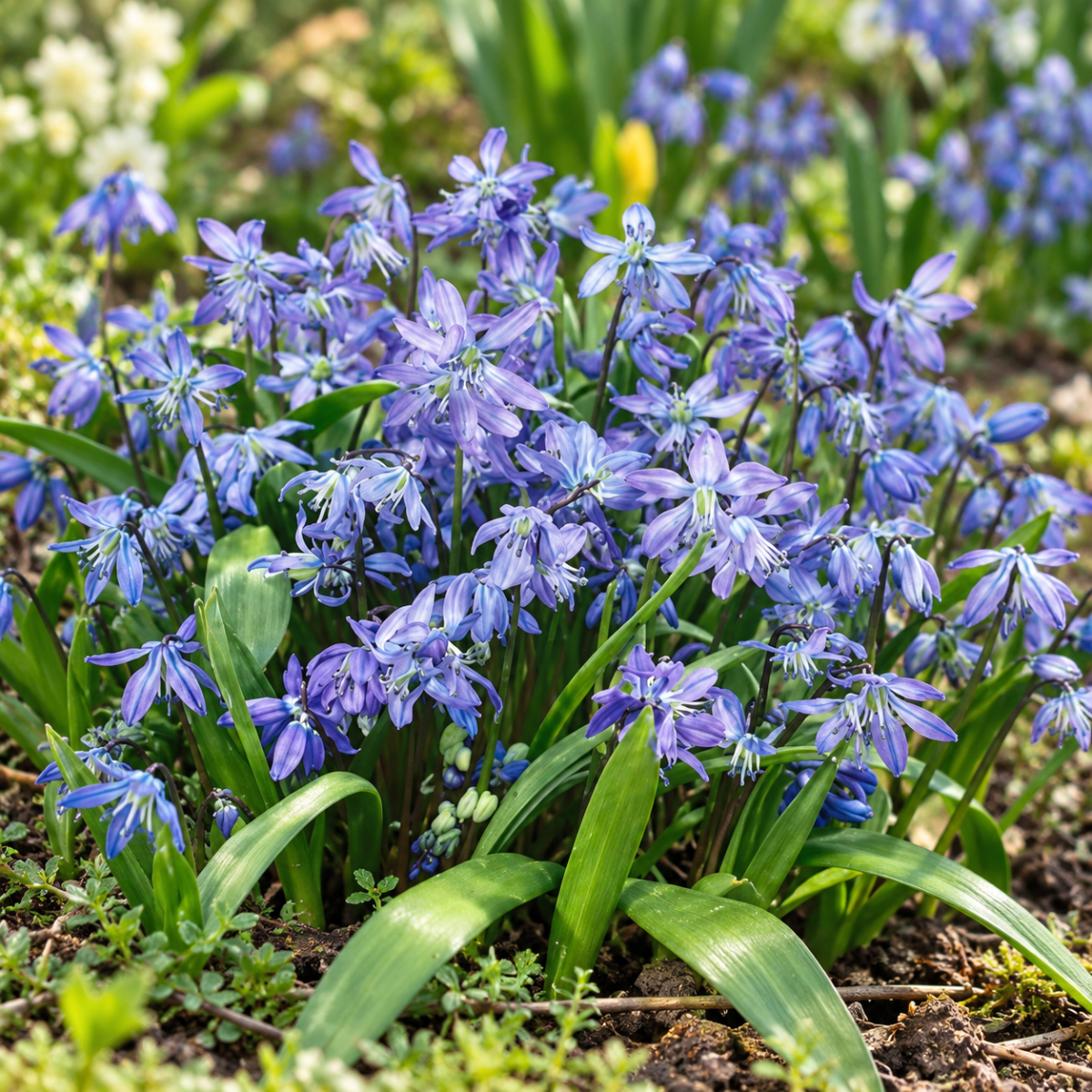 Pure Bulbs Bloembollen Sterhyacint (Scilla 'Siberica') 25 stuks