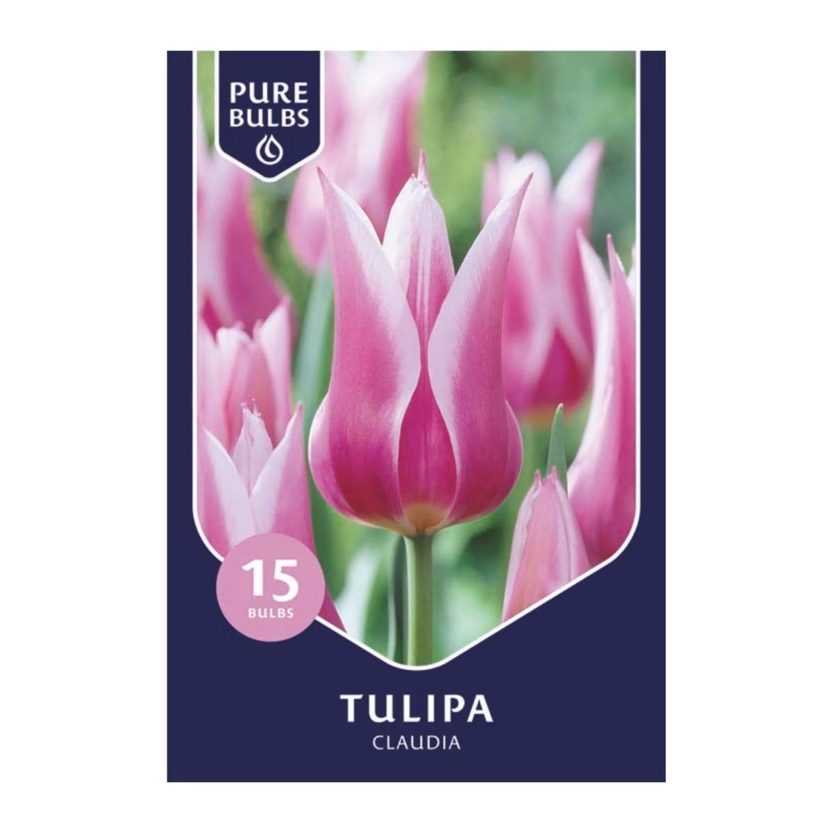 Pure Bulbs Bloembollen Tulp (Tulipa 'Claudia') 15 stuks