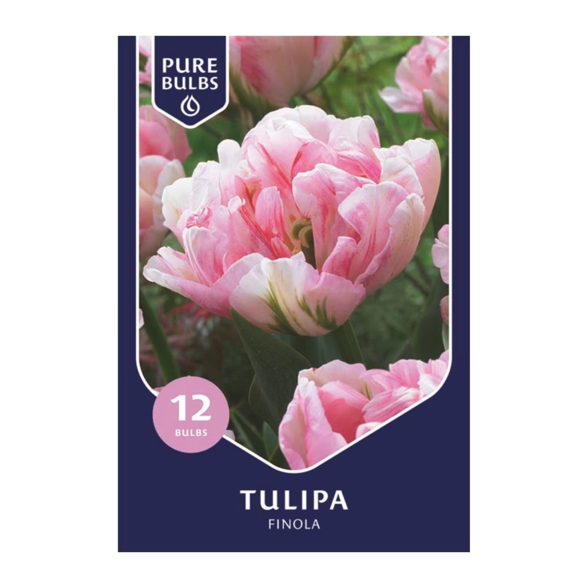 Pure Bulbs Bloembollen Tulp (Tulipa 'Finola') 12 stuks