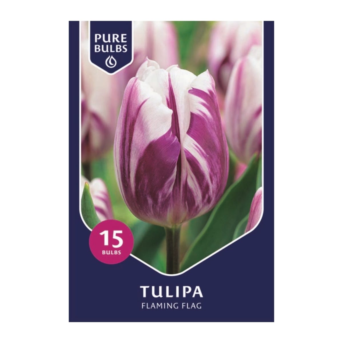 Pure Bulbs Bloembollen Tulp (Tulipa 'Flaming Flag') 15 stuks