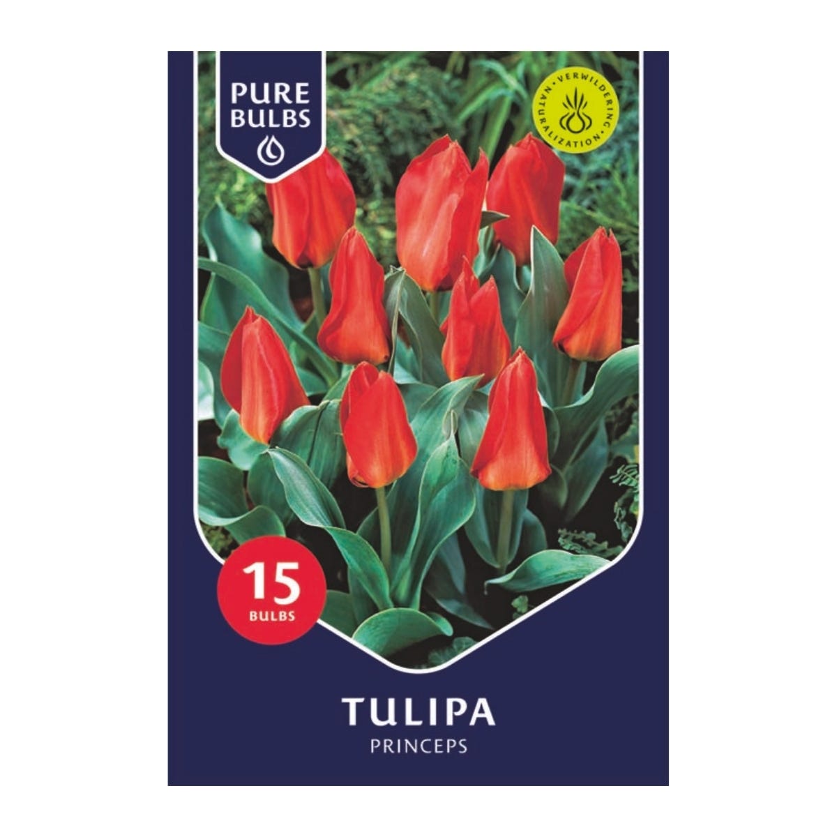 Pure Bulbs Bloembollen Tulp (Tulipa 'Princeps') 15 stuks