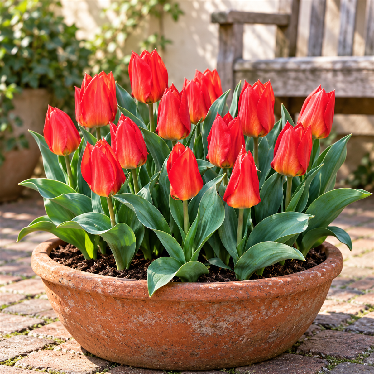 Pure Bulbs Bloembollen Tulp (Tulipa 'Princeps') 15 stuks
