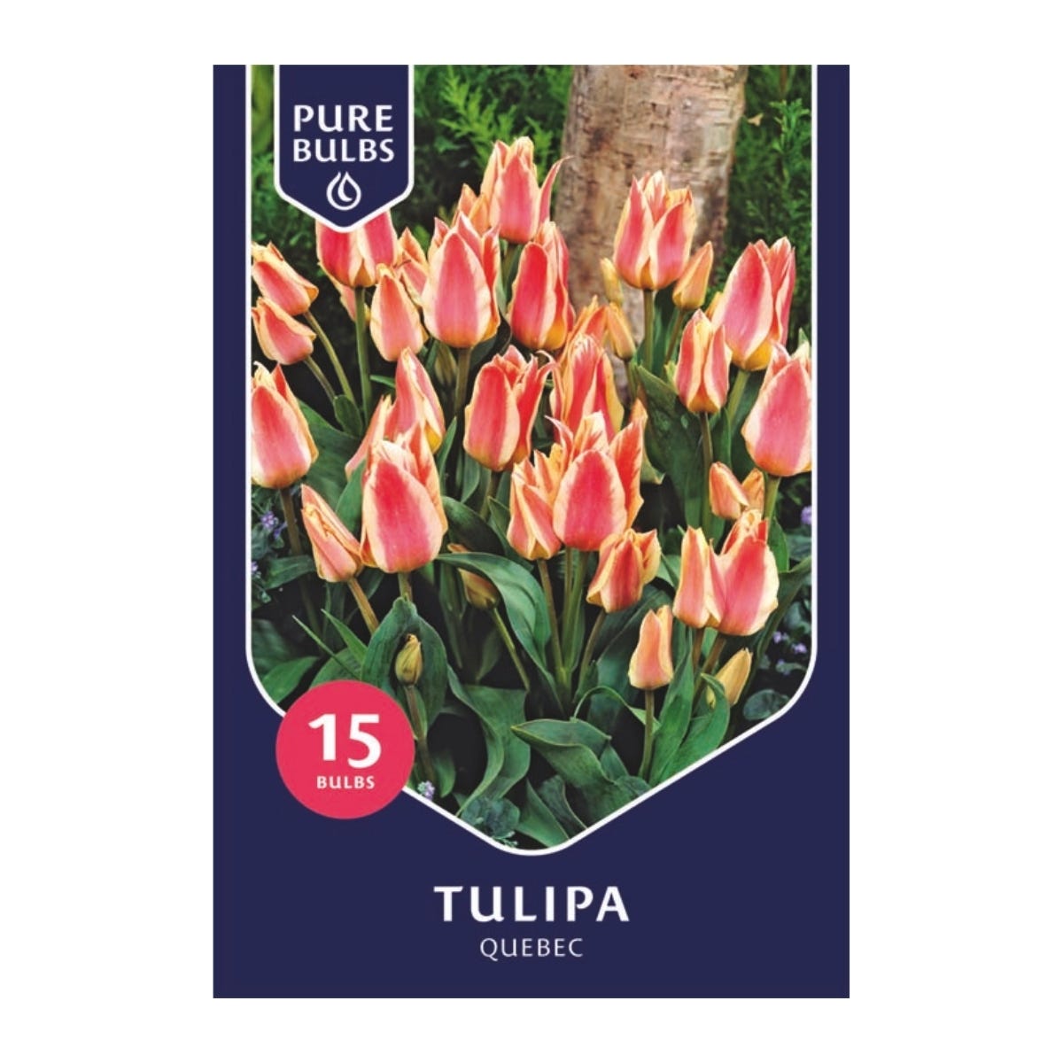Pure Bulbs Bloembollen Tulp (Tulipa 'Quebec') 15 stuks