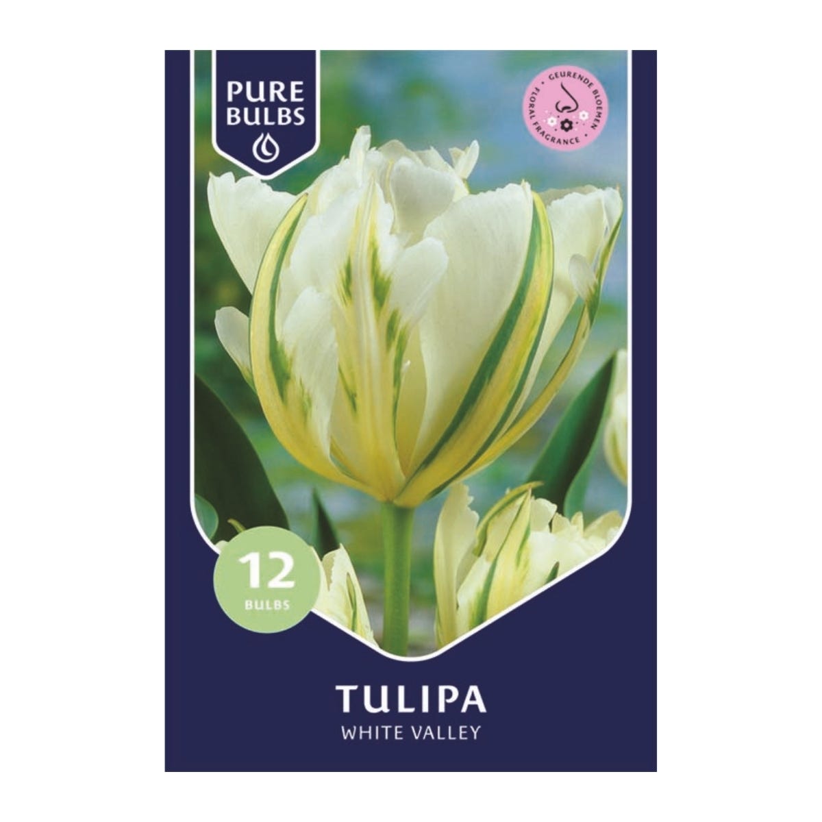 Pure Bulbs Bloembollen Tulp (Tulipa 'White Valley') 12 stuks