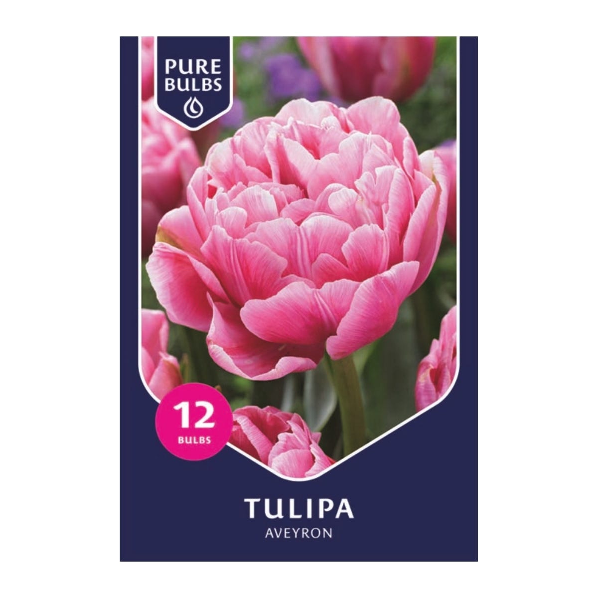 Pure Bulbs Bloembollen Tulp (Tulipa 'Aveyron') 12 stuks