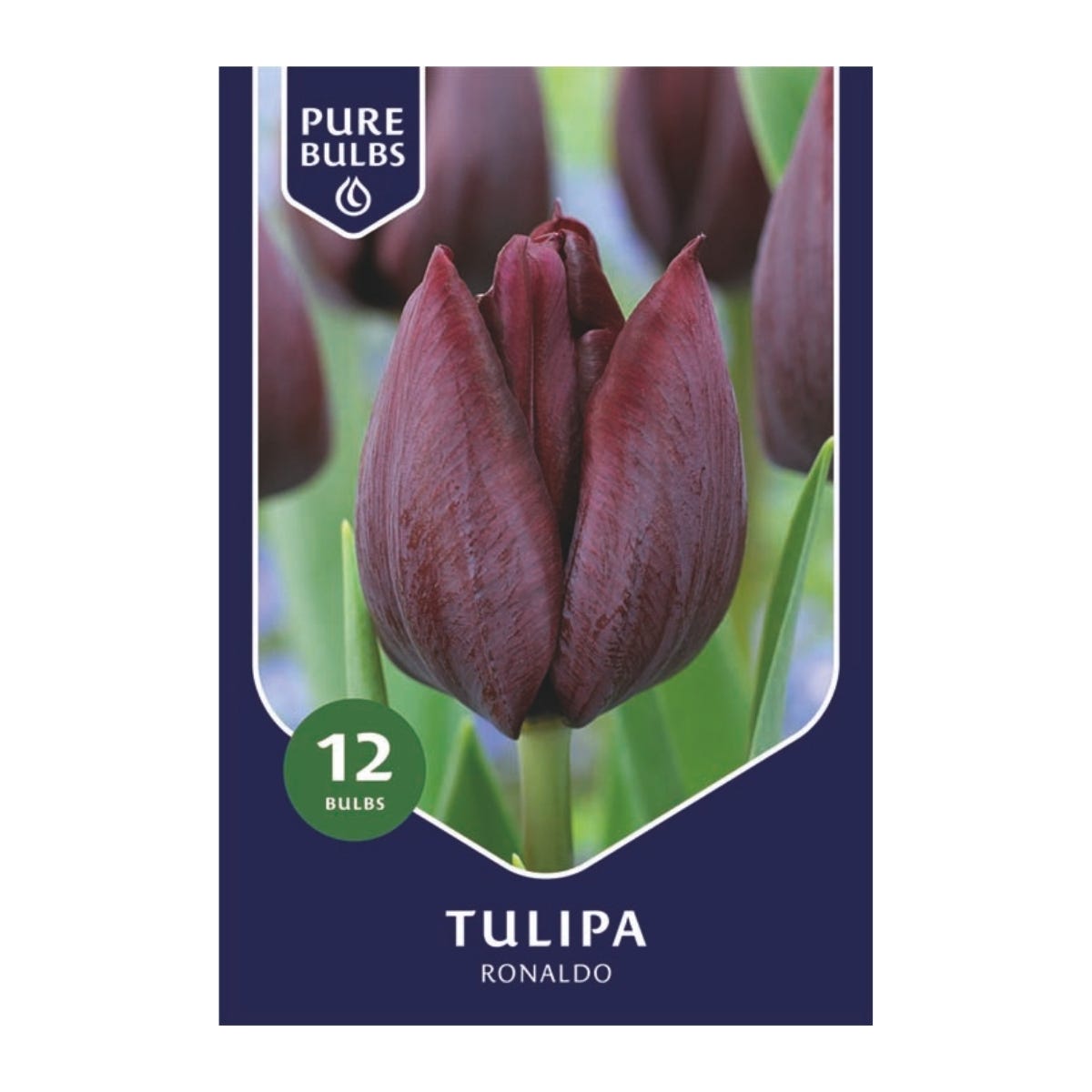 Pure Bulbs Bloembollen Tulp (Tulipa 'Ronaldo') 12 stuks
