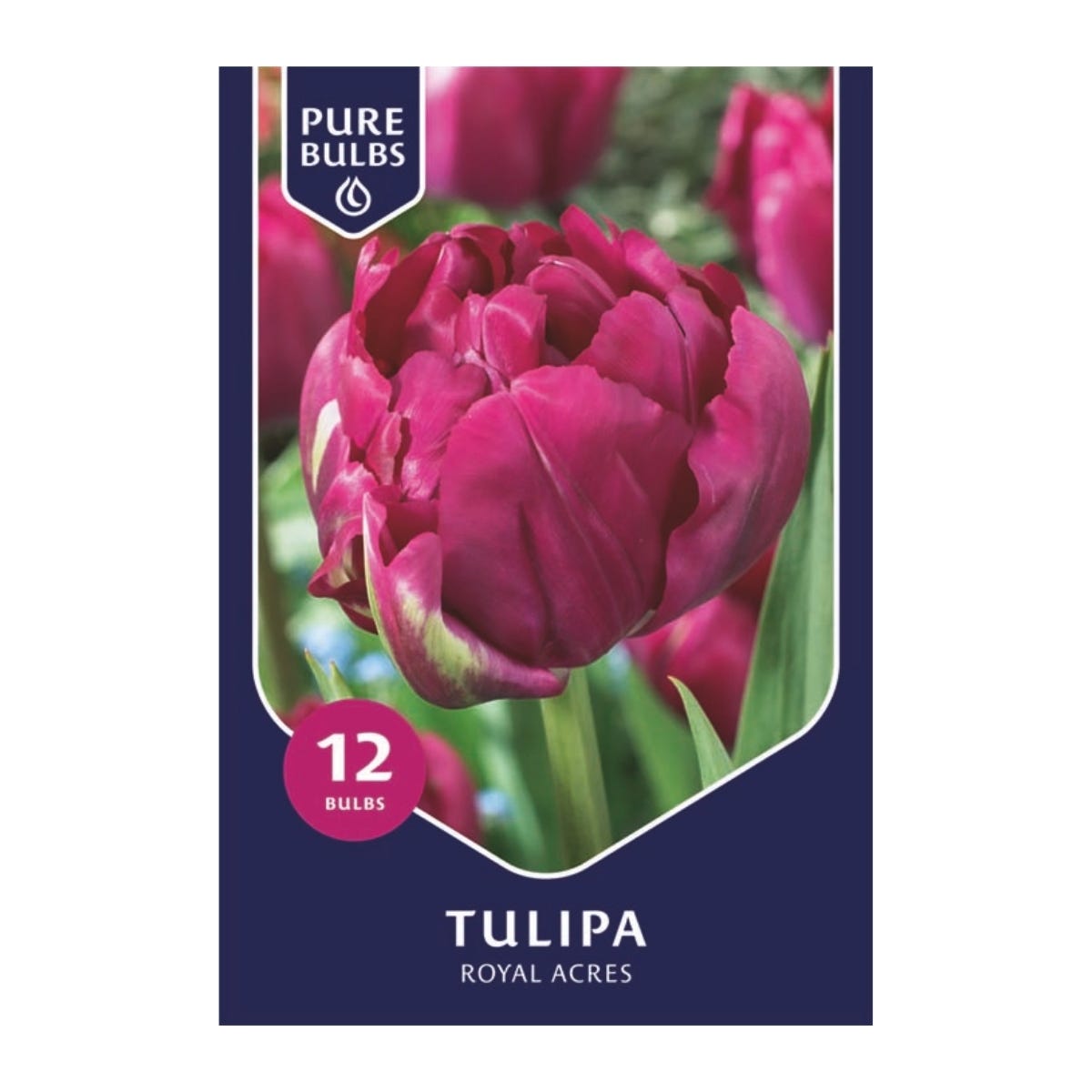 Pure Bulbs Bloembollen Tulp (Tulipa 'Royal Acres') 12 stuks