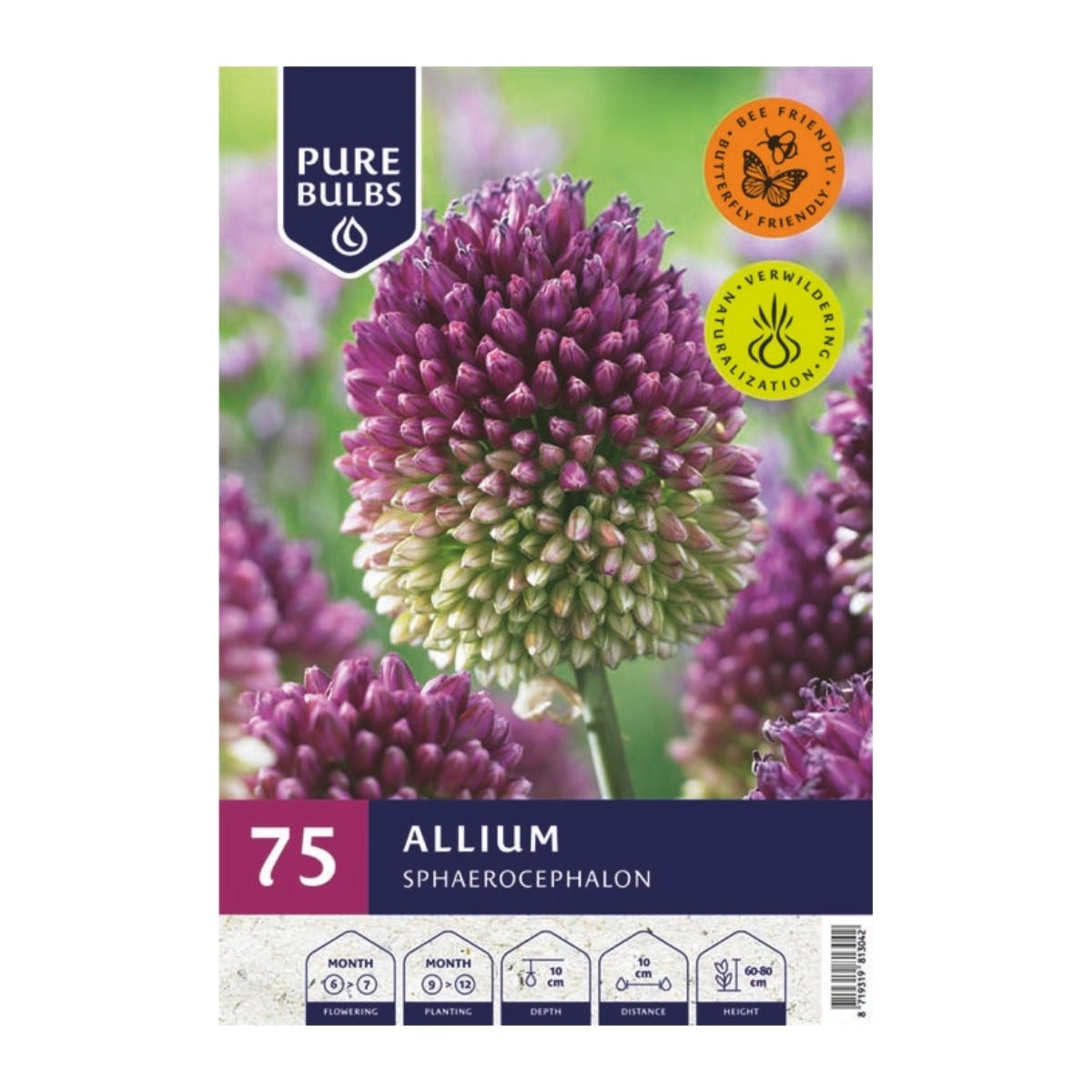 Pure Bulbs Bloembollen Sierui (Allium 'Sphaerocephalon') 75 stuks