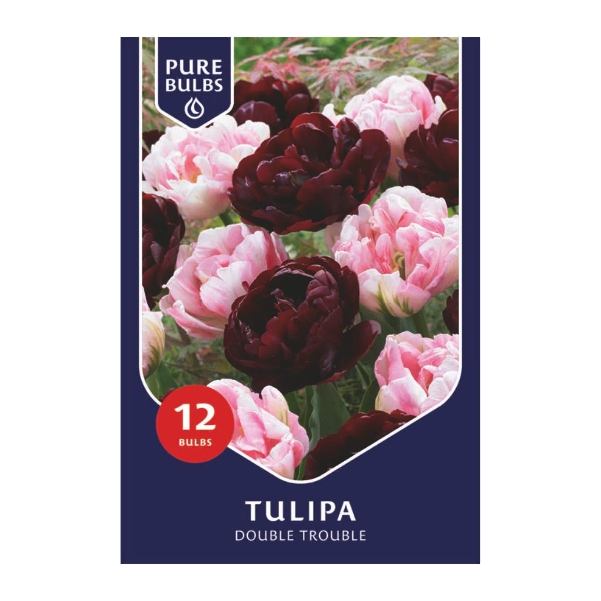 Pure Bulbs Bloembollen Tulp (Tulipa 'Double Trouble') 12 stuks