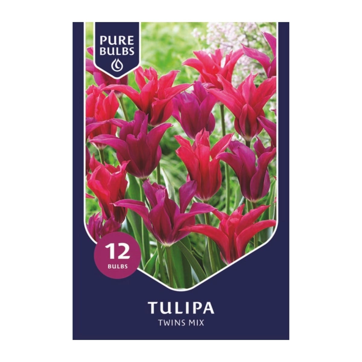 Pure Bulbs Bloembollen Tulp (Tulipa 'Twins Mix') 12 stuks