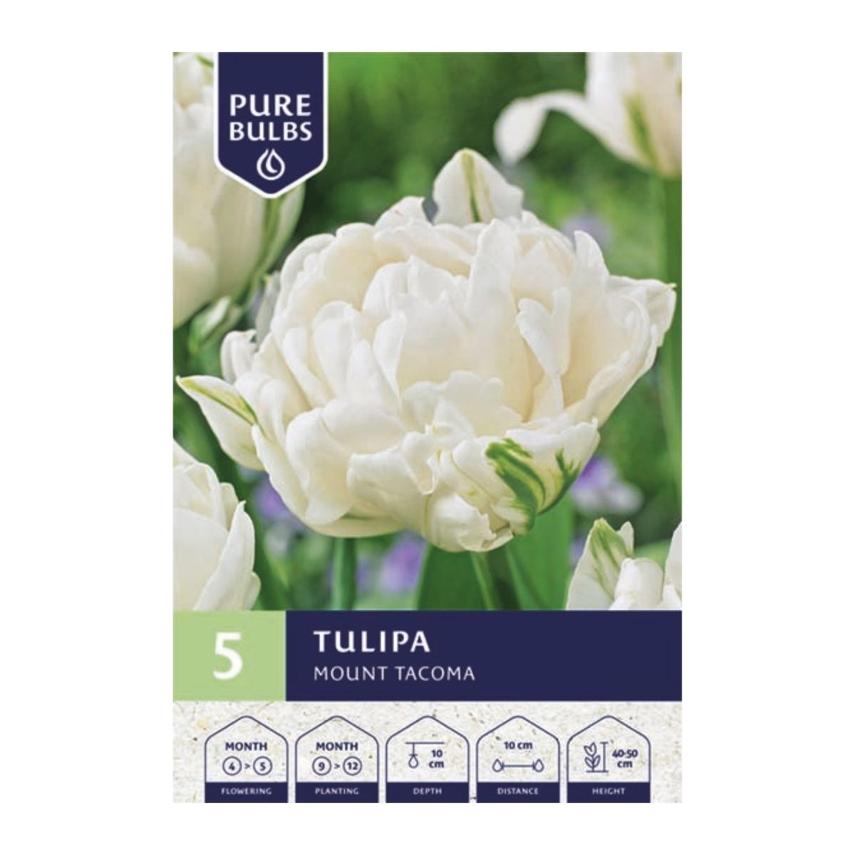Pure Bulbs Bloembollen Tulp (Tulipa 'Mount Tacoma') 5 stuks