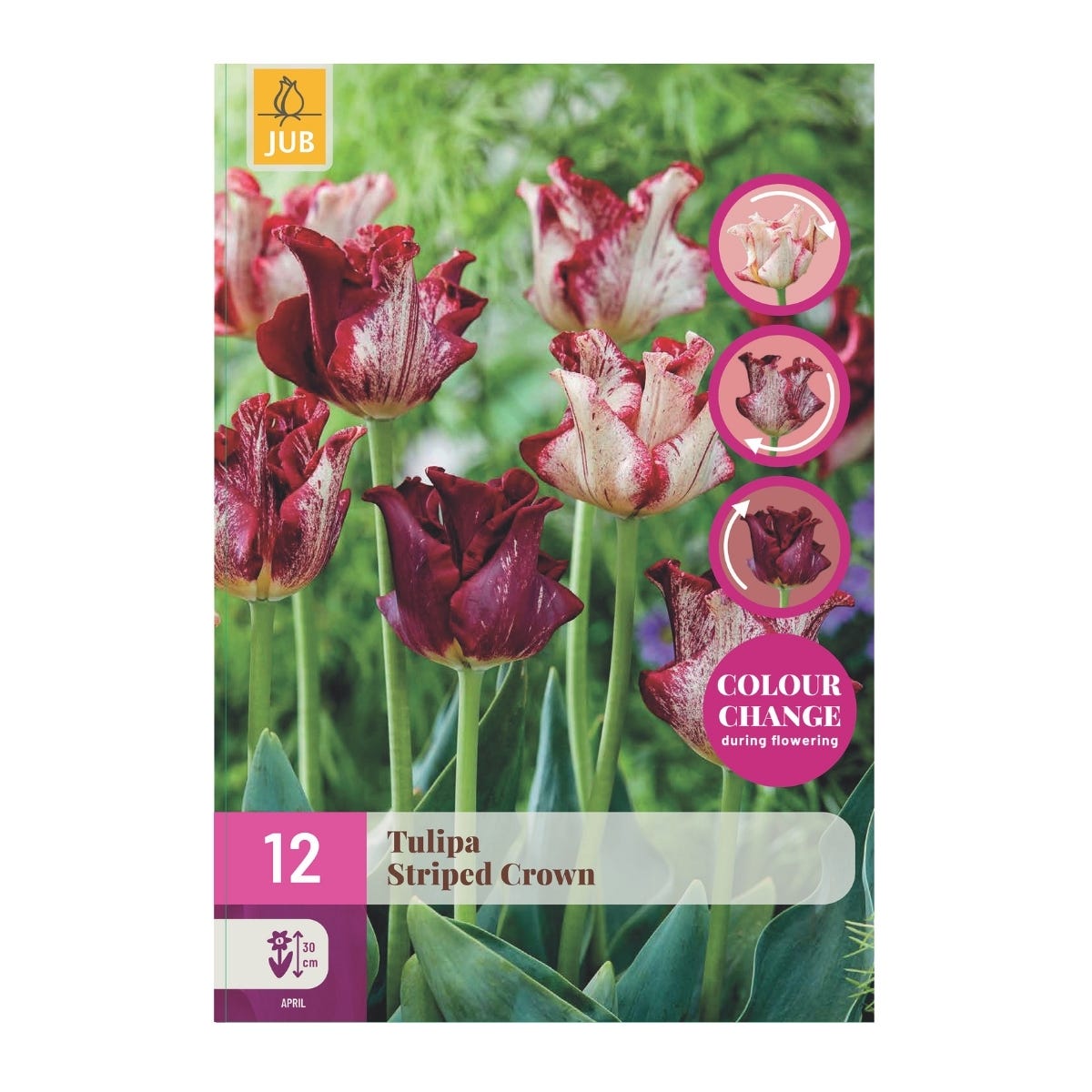 JUB Holland Bloembollen Tulp (Tulipa 'Striped Crown') 12 stuks