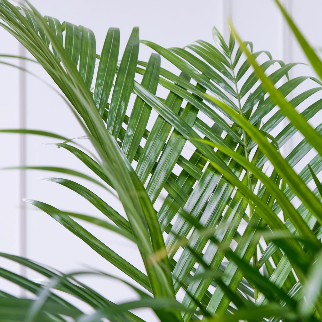 Goudpalm (Areca Dypsis Lutenscens) 150 x 27 cm