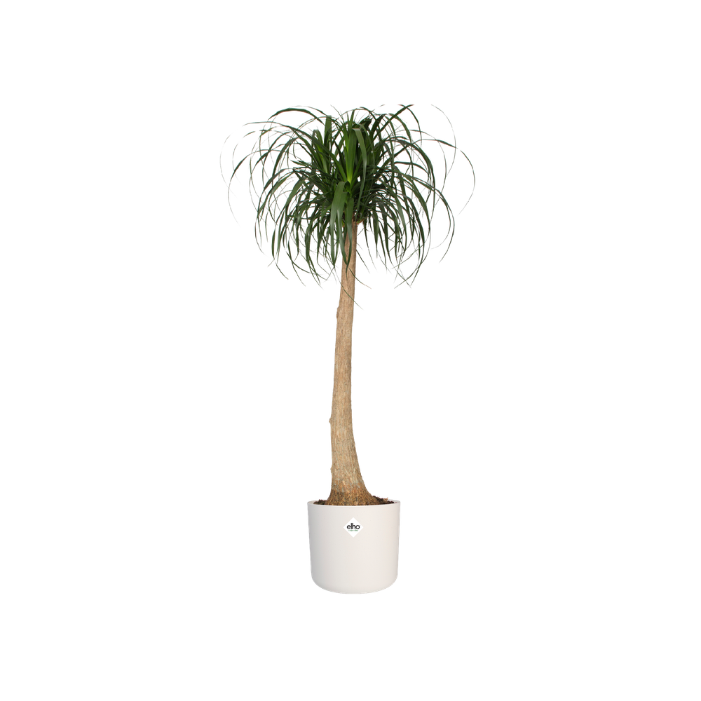 Elho B.For Soft Rond 16cm Wit