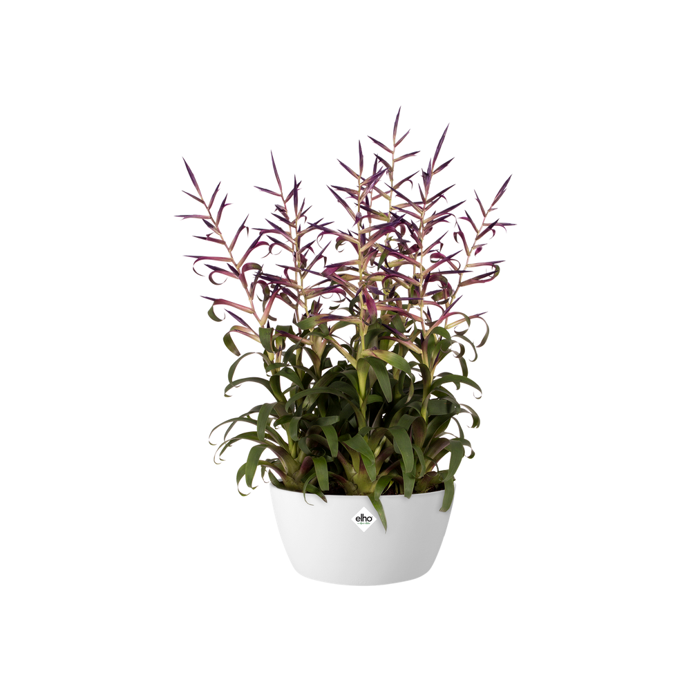 Elho Brussels Schaal 23cm Wit