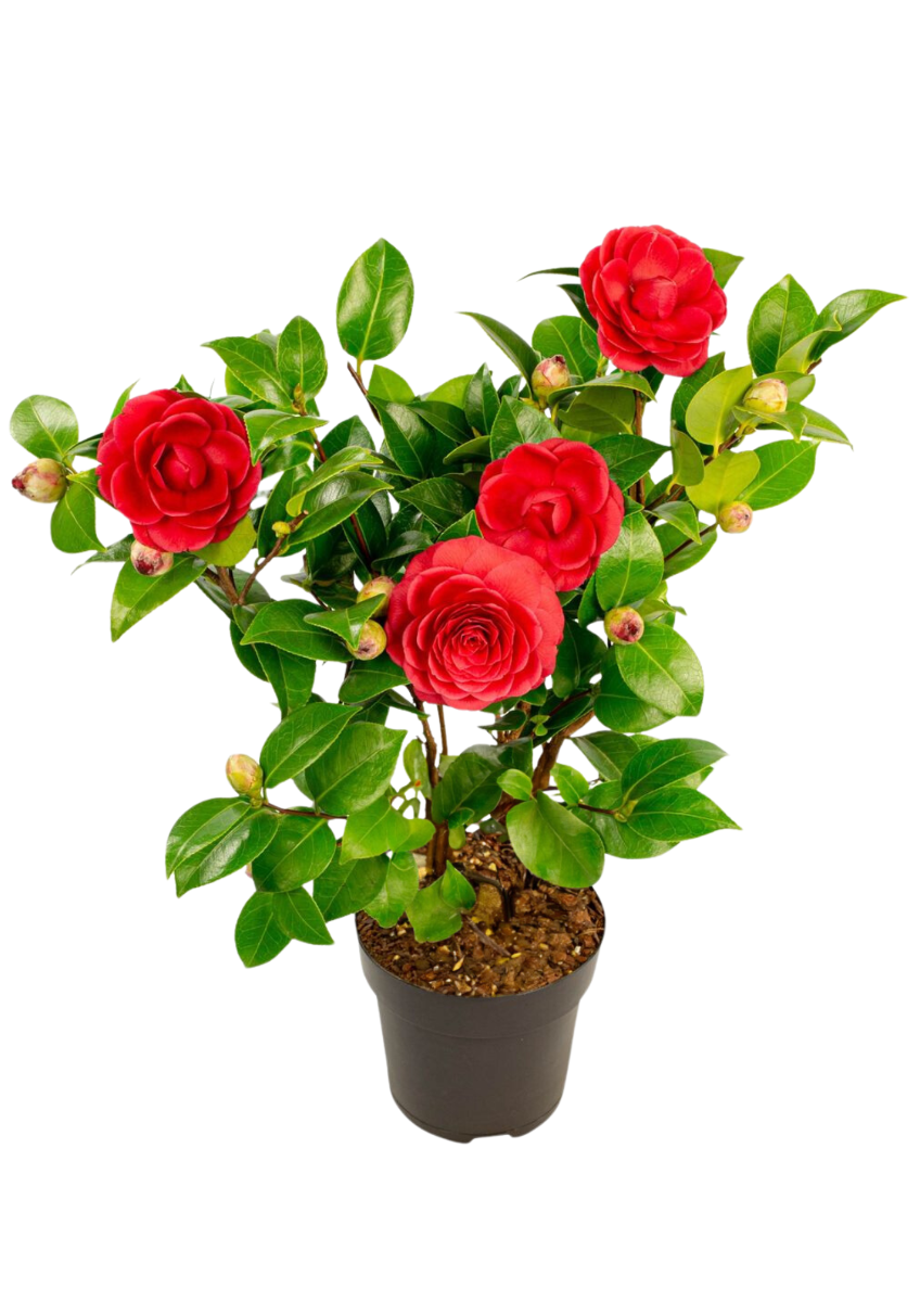 Japanse Roos (Camellia Japonica) 50 x 15 cm